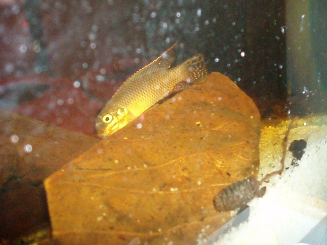 Pelvicachromis Taeniatus "Dehane" F1 1101120141071220497458585
