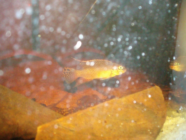 Pelvicachromis Taeniatus "Dehane" F1 1101120141221220497458586