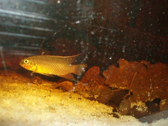 Pelvicachromis Taeniatus "Dehane" F1 1101120141401220497458587