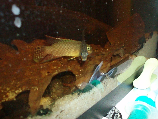 Pelvicachromis Taeniatus "Dehane" F1 1101120142021220497458589