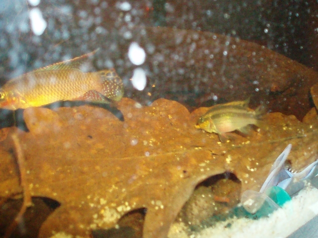 Pelvicachromis Taeniatus "Dehane" F1 1101120142151220497458590