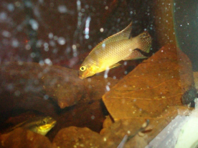 Pelvicachromis Taeniatus "Dehane" F1 1101120142311220497458591