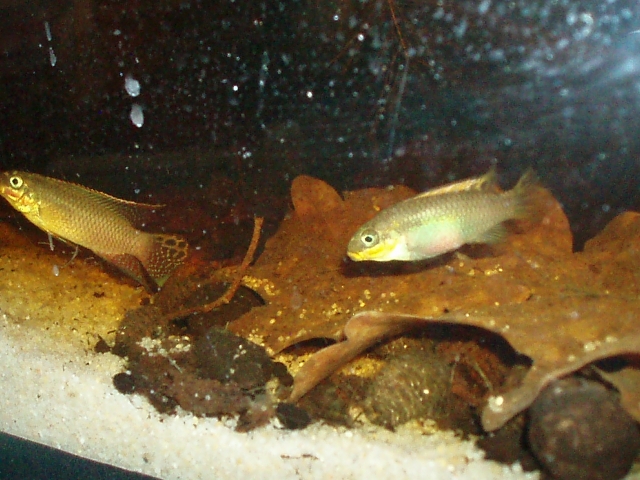 Pelvicachromis Taeniatus "Dehane" F1 1101120142461220497458593