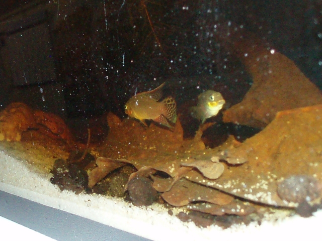 Pelvicachromis Taeniatus "Dehane" F1 1101120143121220497458595