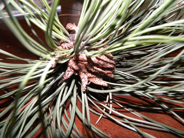Pinus sp.? 1101190831161141847497470