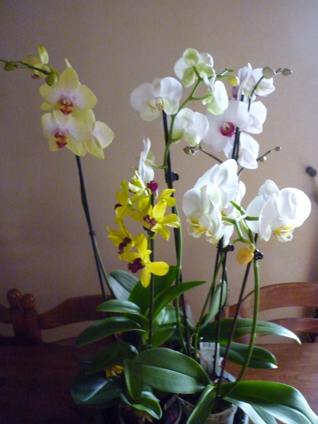 mes orchidees en fleurs 110121072907910027507940