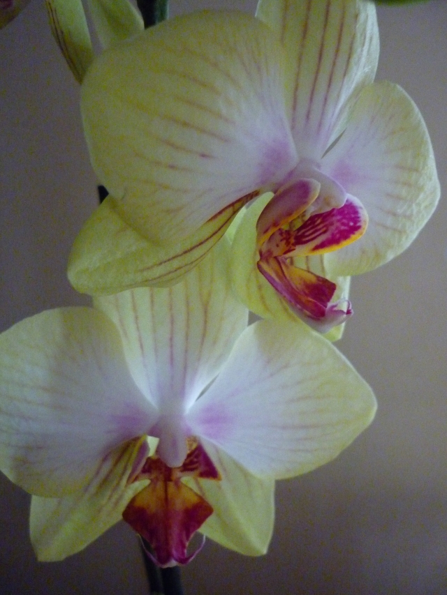 mes orchidees en fleurs 110121073426910027507990