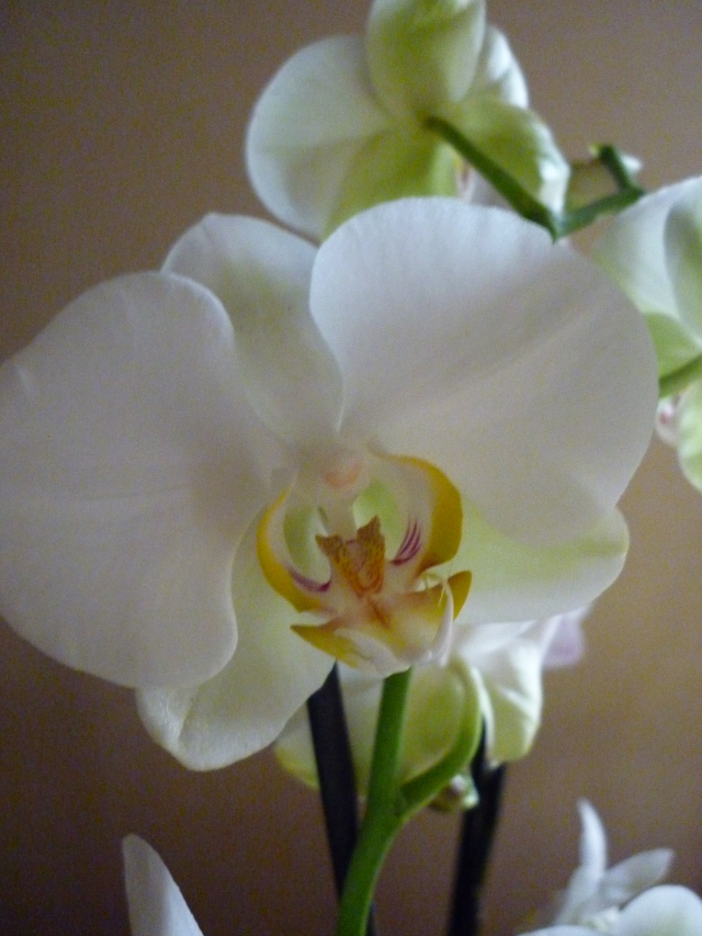 mes orchidees en fleurs 110121073656910027508007