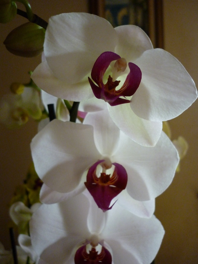 mes orchidees en fleurs 110121073923910027508022