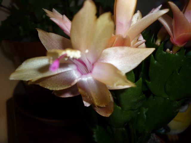 Schlumbergera 110121074406910027508057