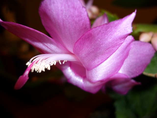 Schlumbergera 110121074647910027508065