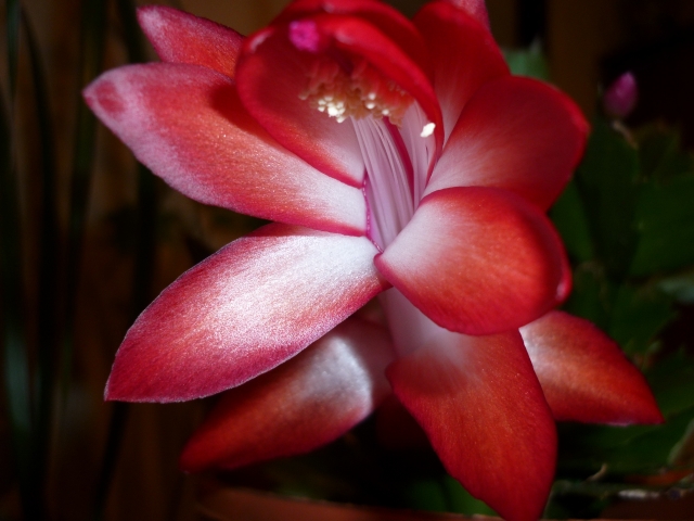 Schlumbergera 110121074954910027508109