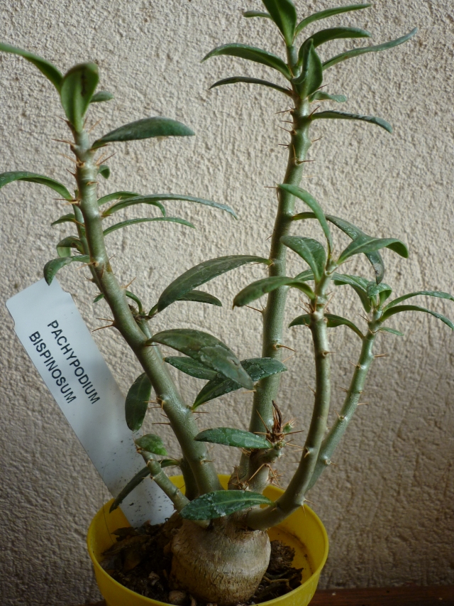 Pachypodium bispinosum 110121075948910027508203