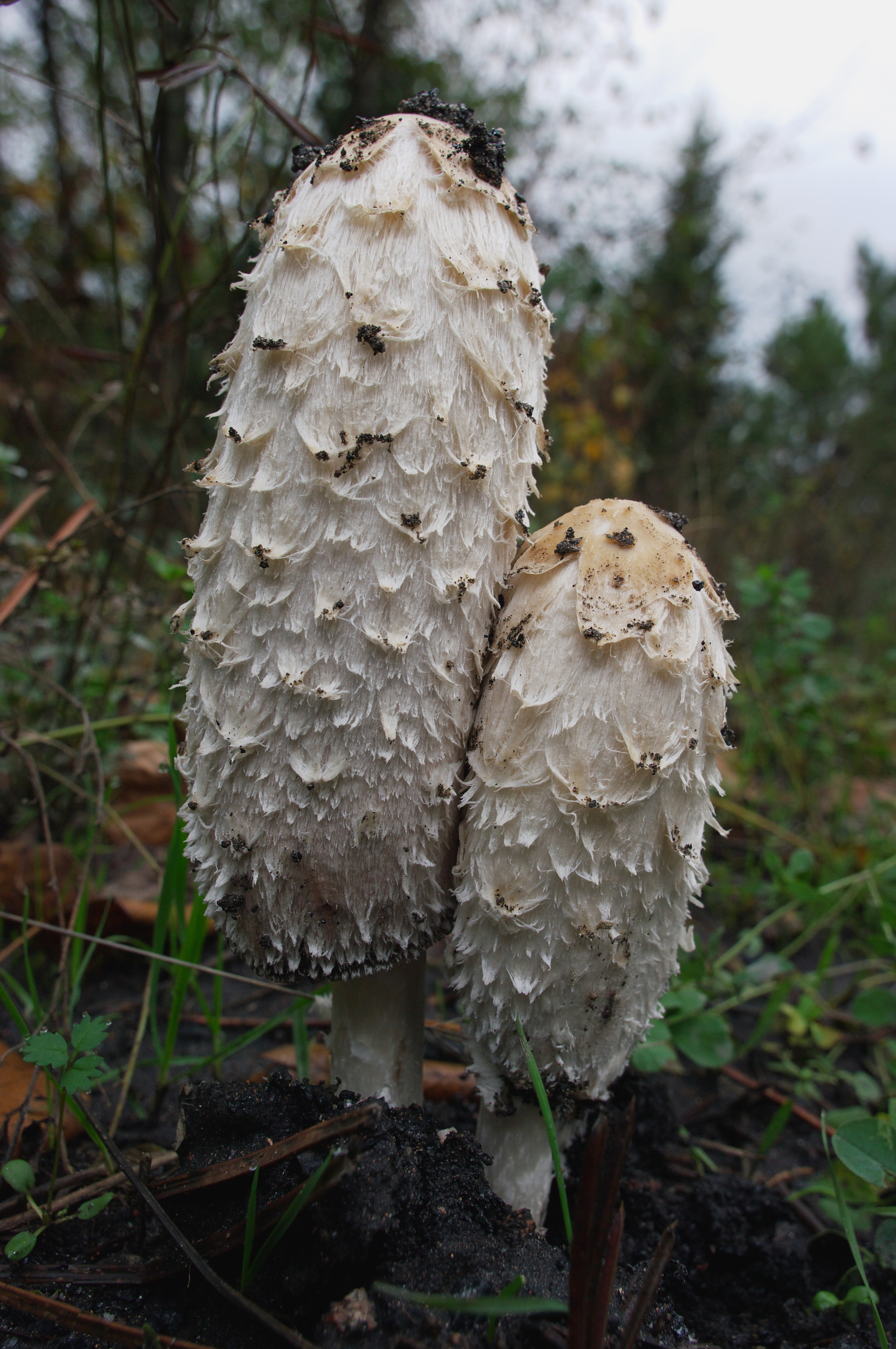 DA 15 LMT Champignon F8 proxy 3000P