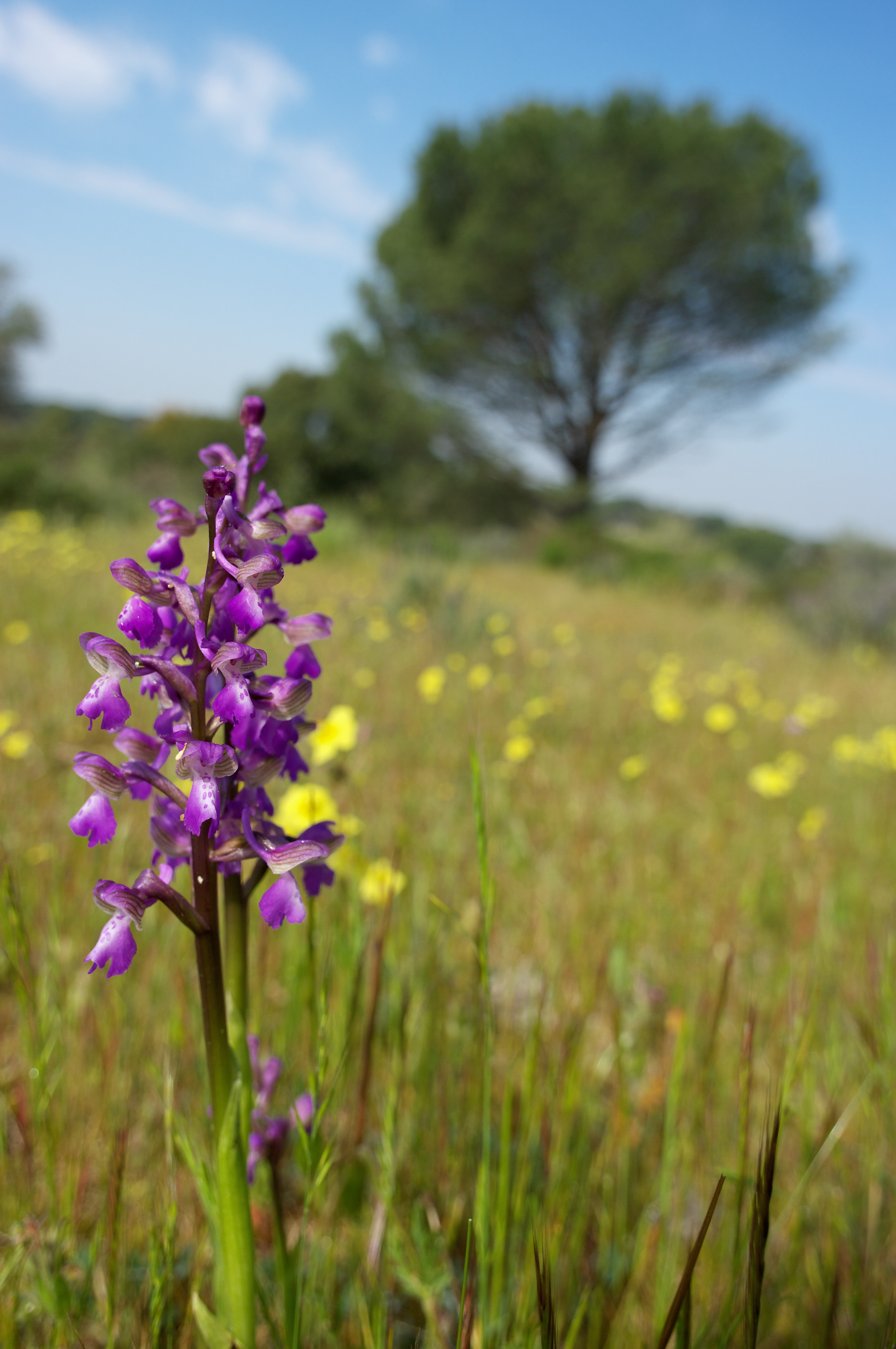 DA 15 LMT Orchid&Atilde;&copy;e F5.6 3000-P