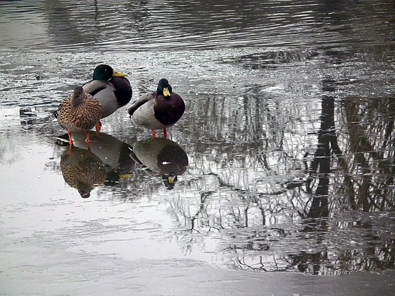 Canards et reflets 110130084053814597557746