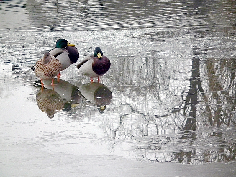 Canards et reflets 110130094444814597558114