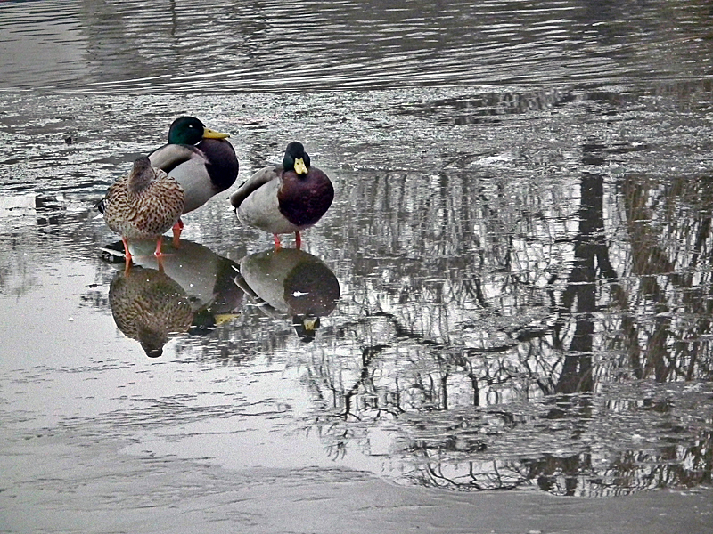 Canards et reflets 110130112110814597558723