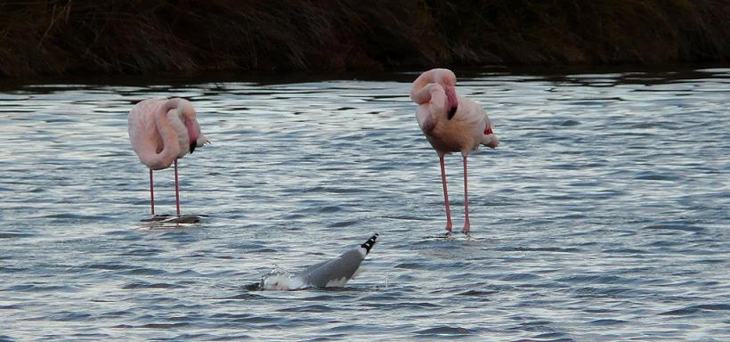 Serait-elle entrain de voler le poisson des Flamands?  1101310651431151747562945