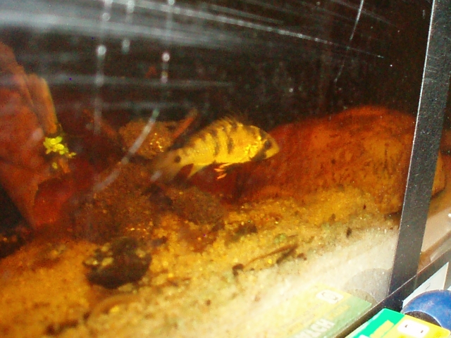 Apistogramma Baenschi (By Stéphane A.) - Page 2 1102040340361220497584376