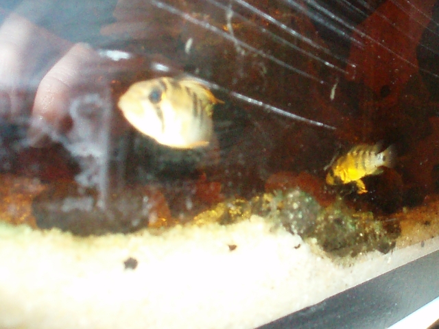 Apistogramma Baenschi (By Stéphane A.) - Page 2 1102040340411220497584378