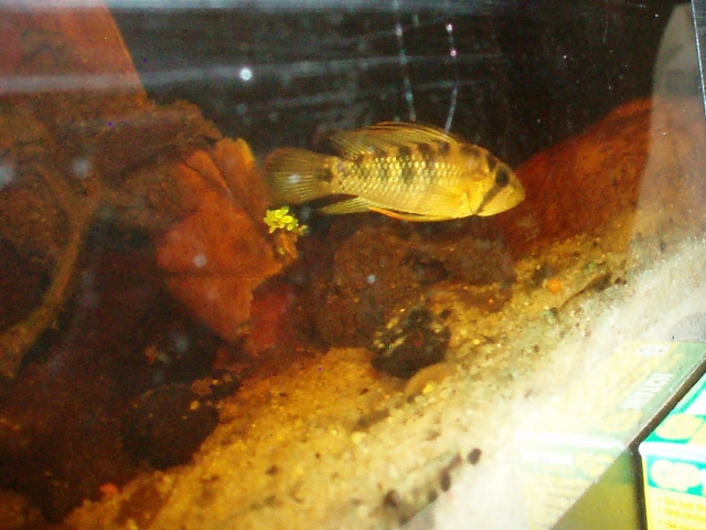 Apistogramma Baenschi (By Stéphane A.) - Page 2 1102040341211220497584382