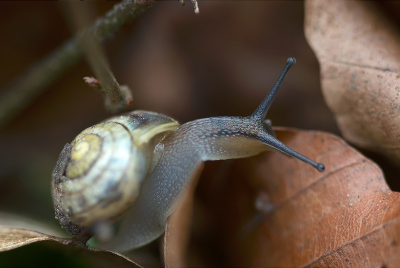 petit escargot 110206071155984887599085