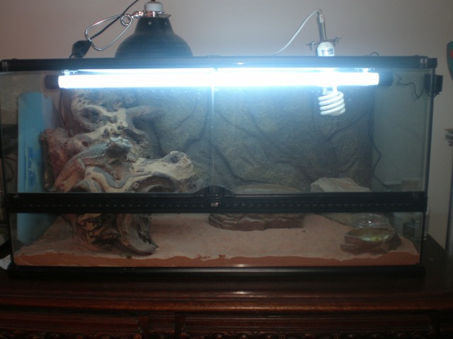 Le terrarium de Greg 1102060742391261427599561