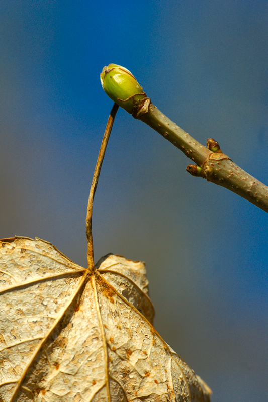 reveil de la nature 110213072200984887642054