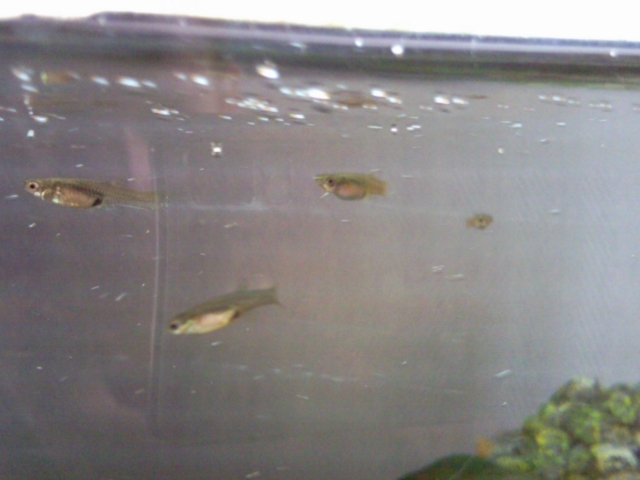 Identification de guppy 11021705591768697666126