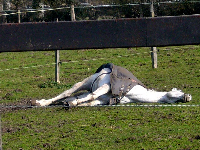 Cheval qui dort au paddock ? 1103020153551109417743268