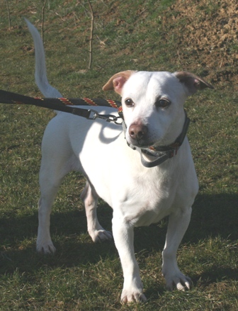 BIANCO - x jack russell 9 ans - Spa de Douai (59) 11030609195336977769983