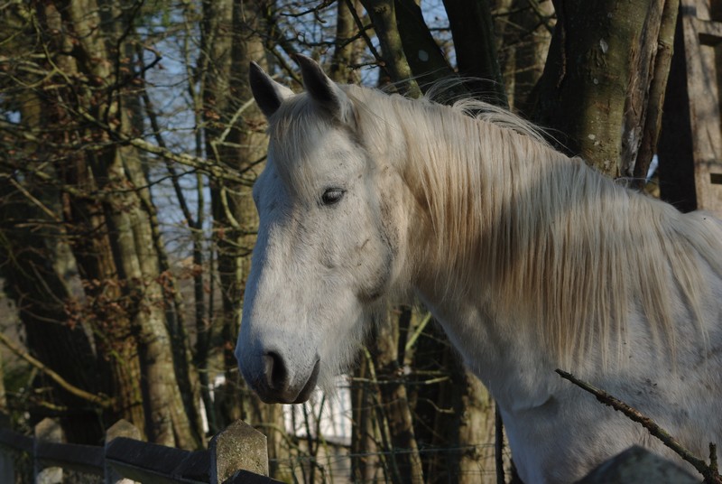 Animaux de la ferme / Chevaux - Page 8 1103080410461218817780924