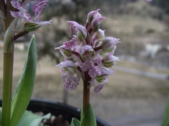 Floraison Ophrys et Orchis 110319093156653987847308