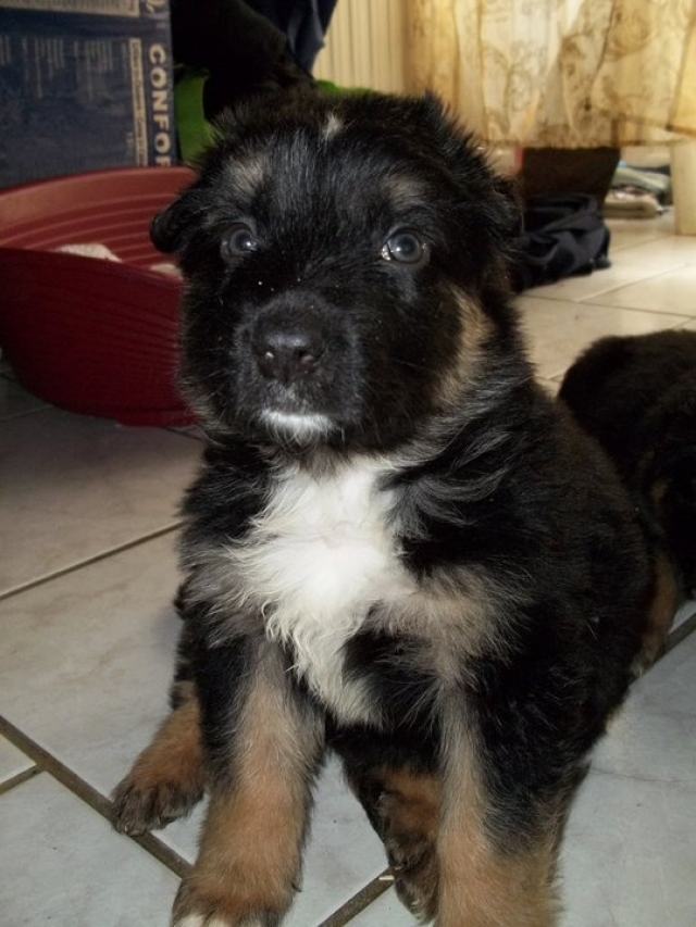 Chien Berger Allemand Croisé Bouvier Bernois Chien Nouvelles