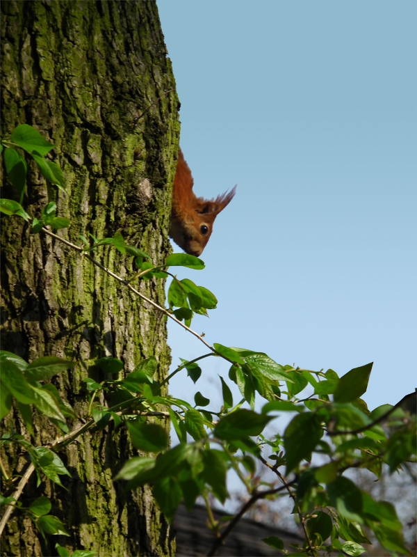 J'ai enfin choppé Squirrel !!! 110323065855814597870013