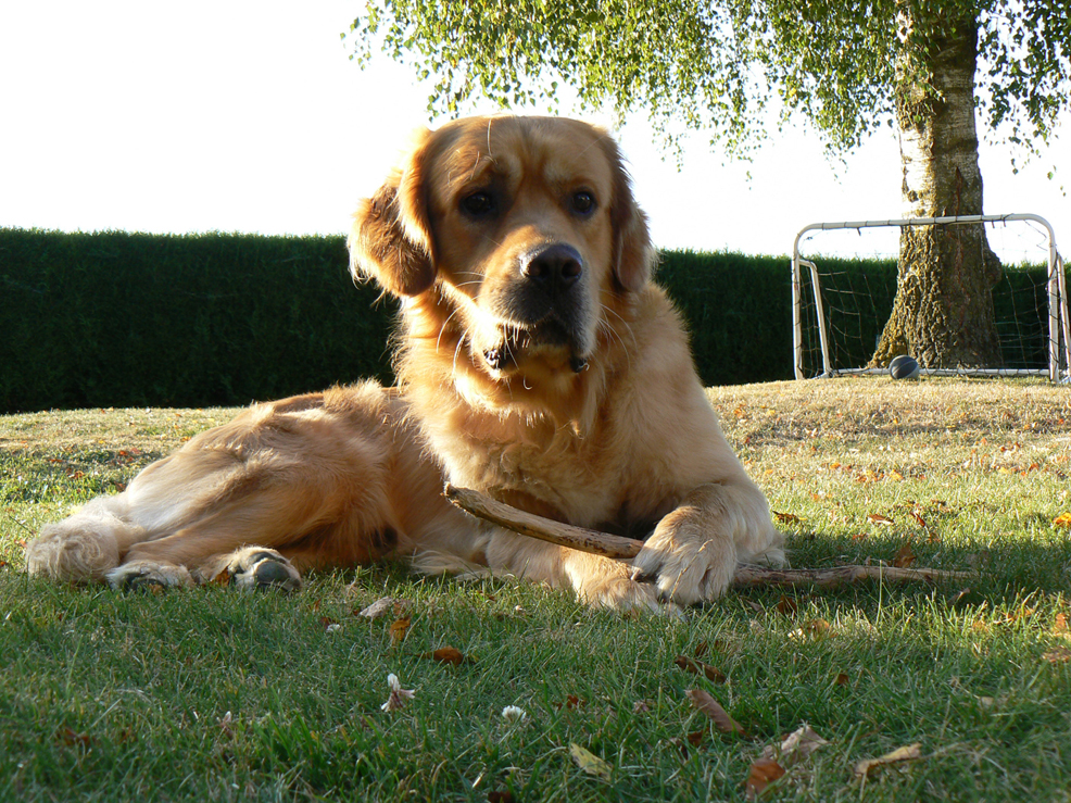 Vos bestioles! 1103240435311209497874198