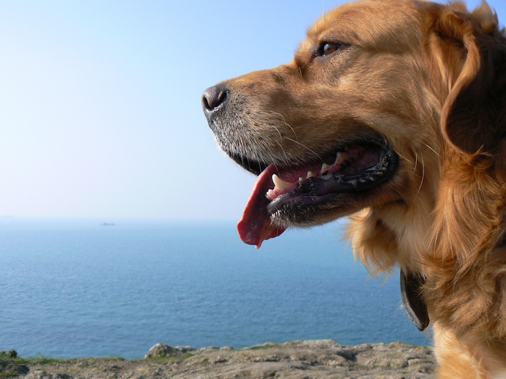 Vos bestioles! 1103240438151209497874206