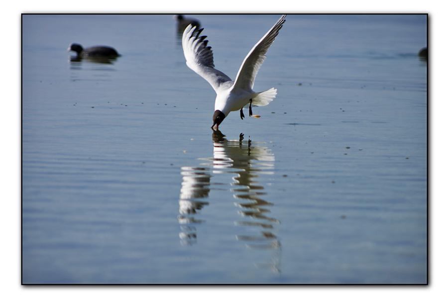 Mouette en vol 1104030916461272807933336