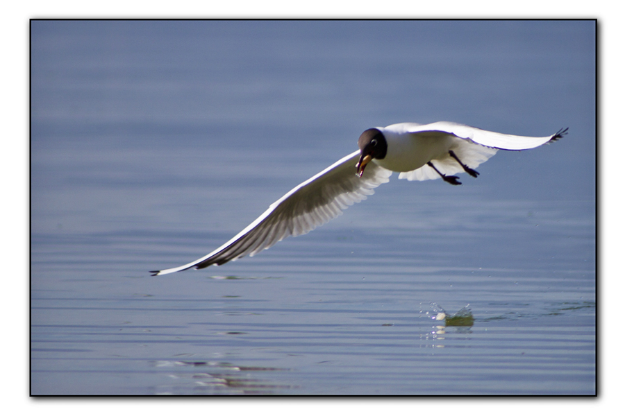 Mouette en vol 1104030943131272807933481