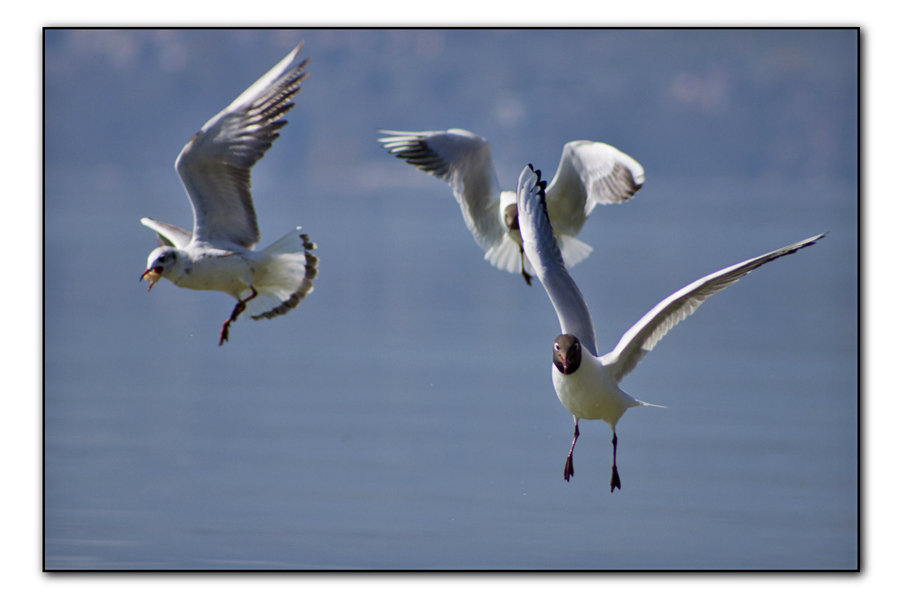 Mouette en vol 1104030943131272807933482