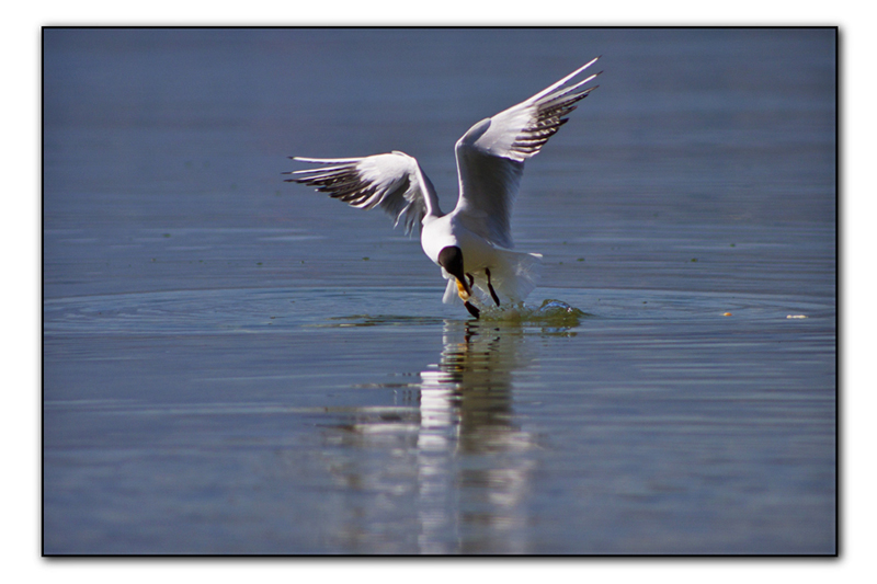 Mouette en vol 1104081106221272807960673