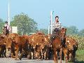 cattle drives dans l'Allier Mini_1104090912511213957964520