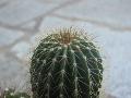 [en attente] Echinopsis sp Mini_1104130712371305287987352