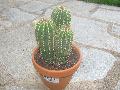 [en attente] Echinopsis sp Mini_1104130713061305287987355