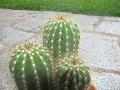 [en attente] Echinopsis sp Mini_1104130713311305287987357