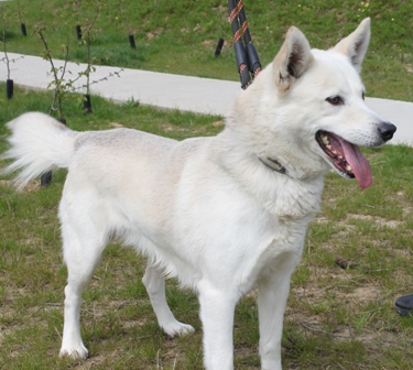 GUISMO husky (m) abandonné car non gardien   09 2004  (REF59)ADOPTE 11041706551936978007120