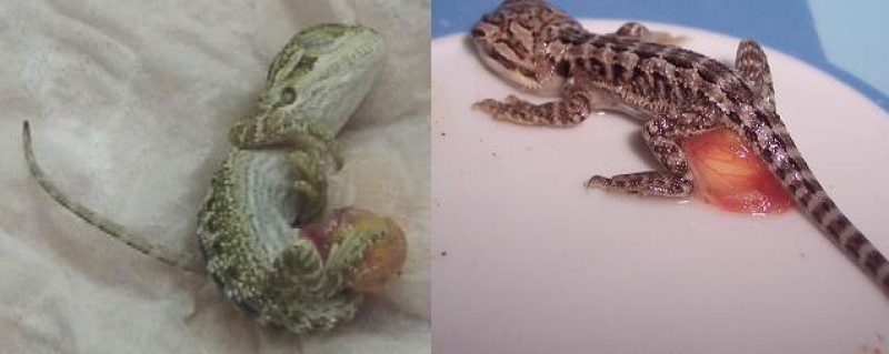 urgent!! survie de nos bébés pogona 1104200813471230548022479