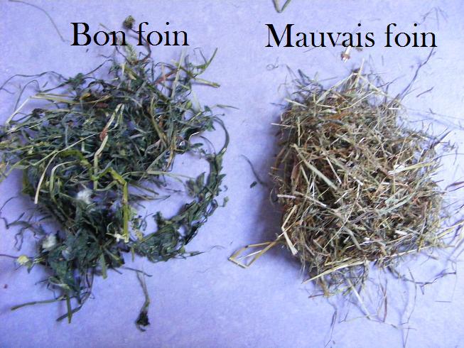 Choisir un bon foin 1104201023051102928022933