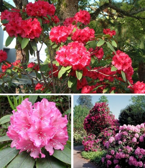 Arbres et arbustes (Le rhododendron -Le camélia -Le Bonsaï - et autres 110422113021136238034755